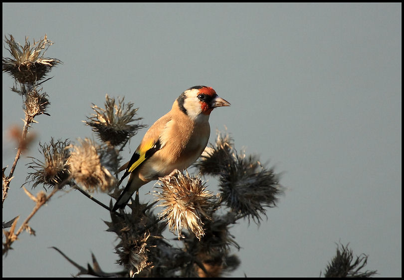 Cardellino